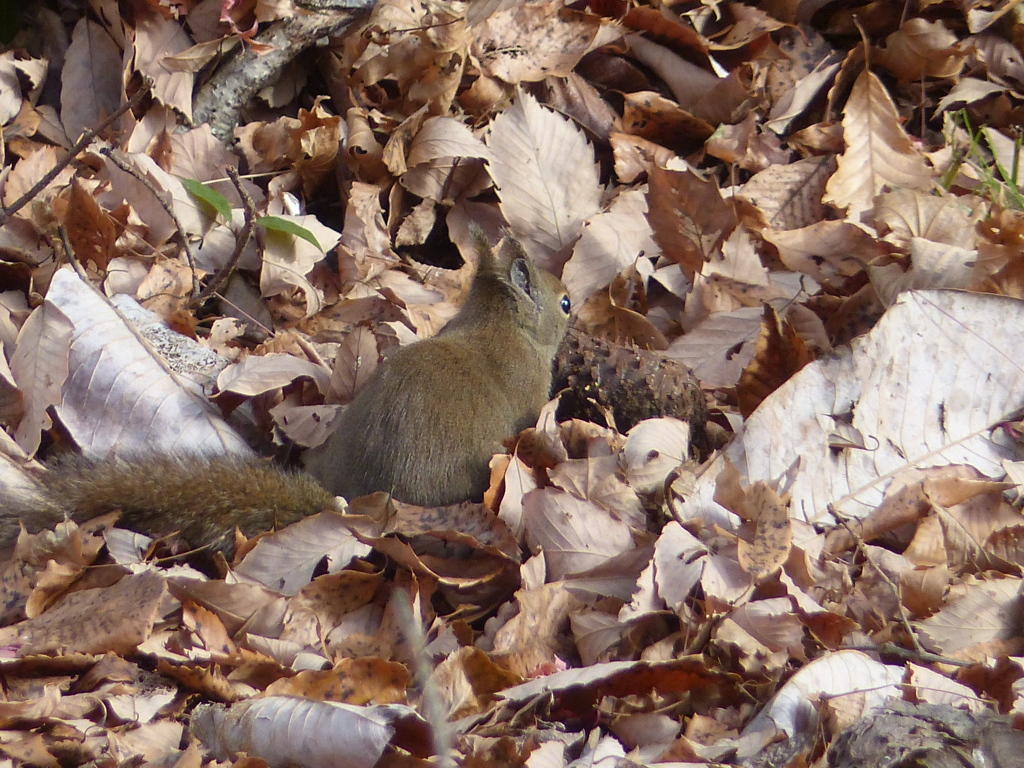 冬の里山で2(リス1)