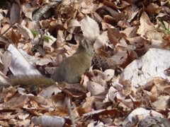 冬の里山で2(リス1)