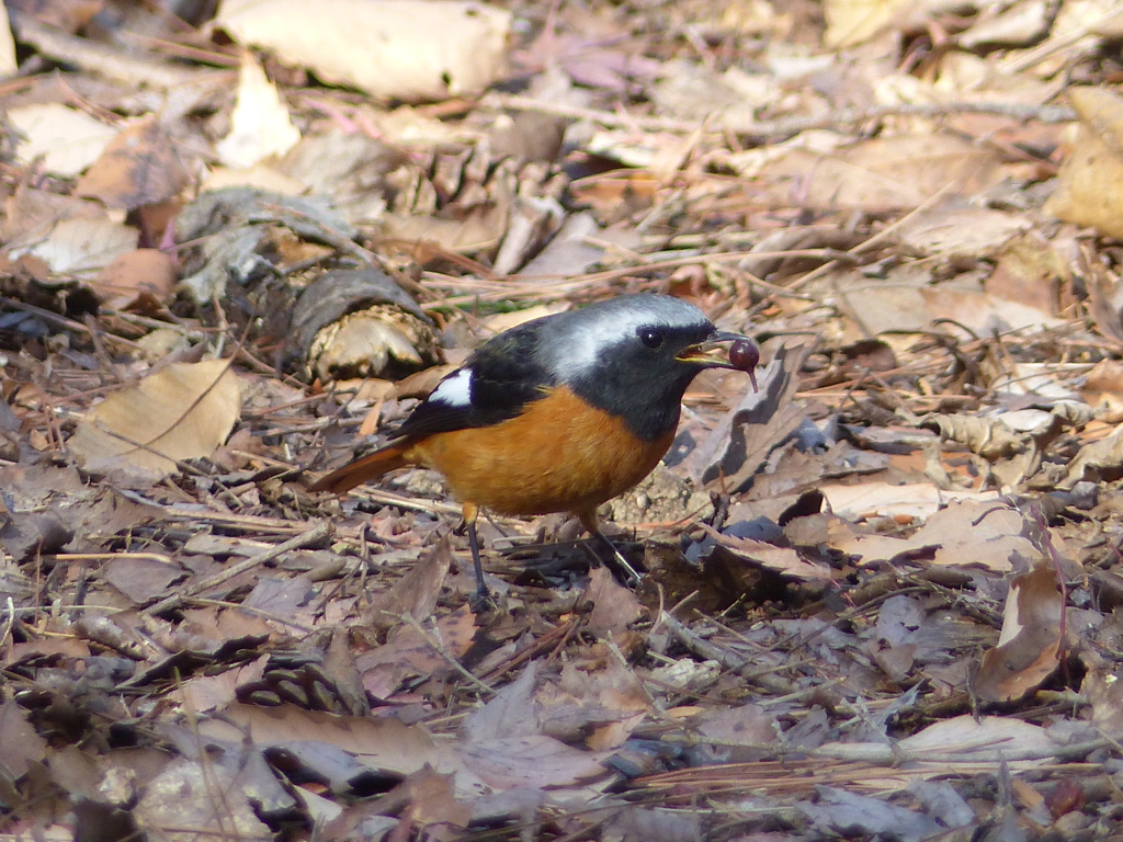 冬の里山で9(ジョウビタキ)