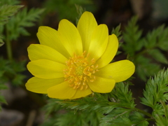 春の花