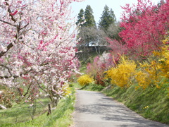 花もも