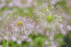 春の花畑で