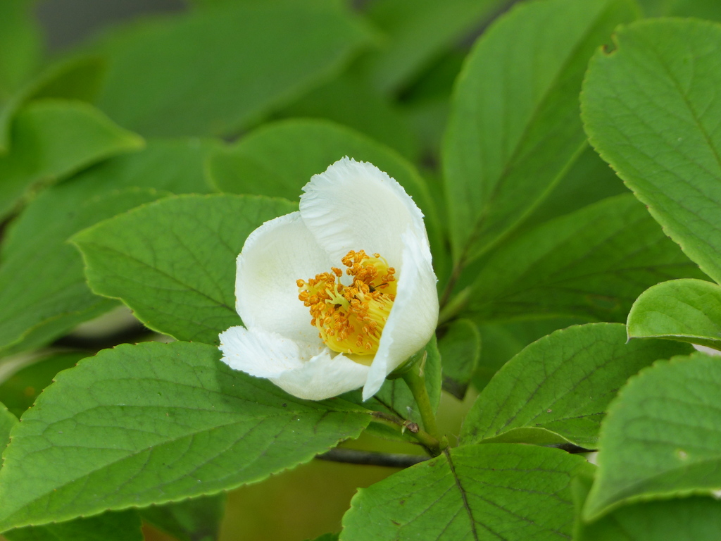 初夏の花3(ナツツバキ)