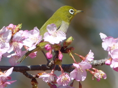春の里山で7(河津桜とメジロ7)