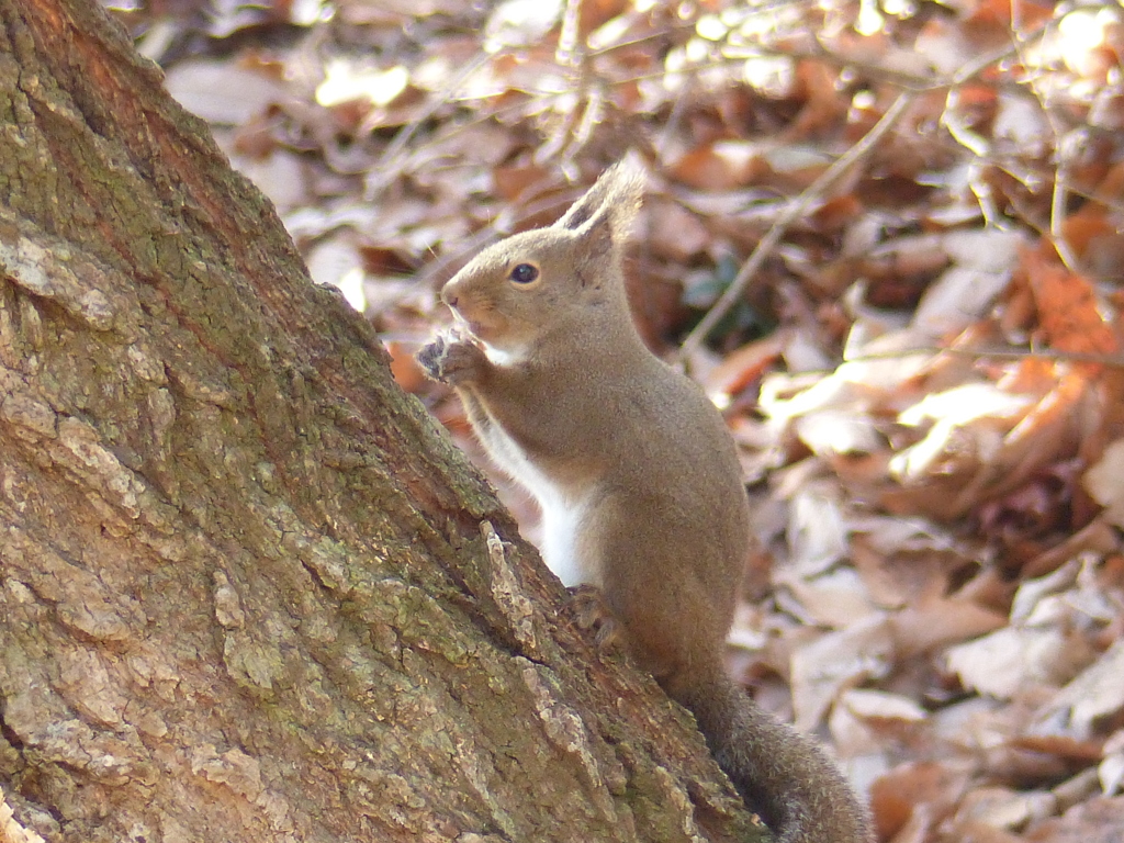 冬の里山で10(リス7)