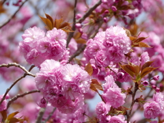 桜