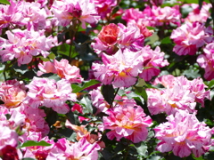 春の花12(バラ2)