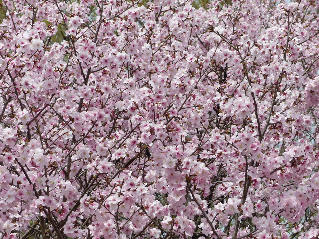 春の花5(桜5)    