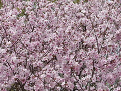 春の花5(桜5)    
