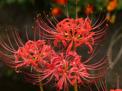 彼岸花