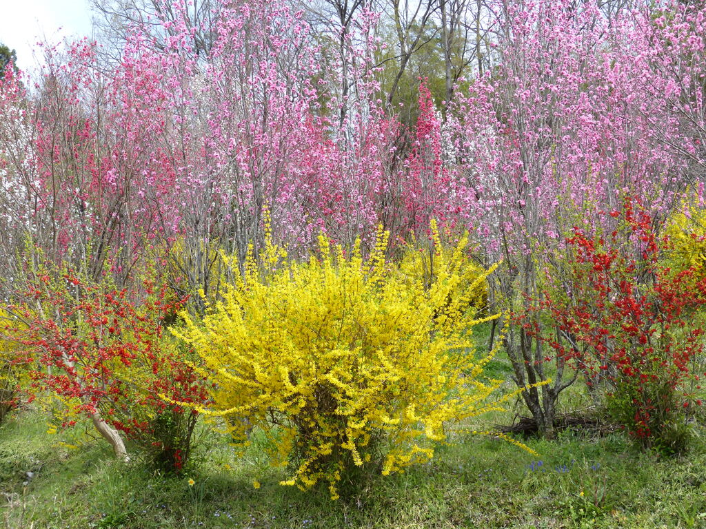 春11(春の花4)
