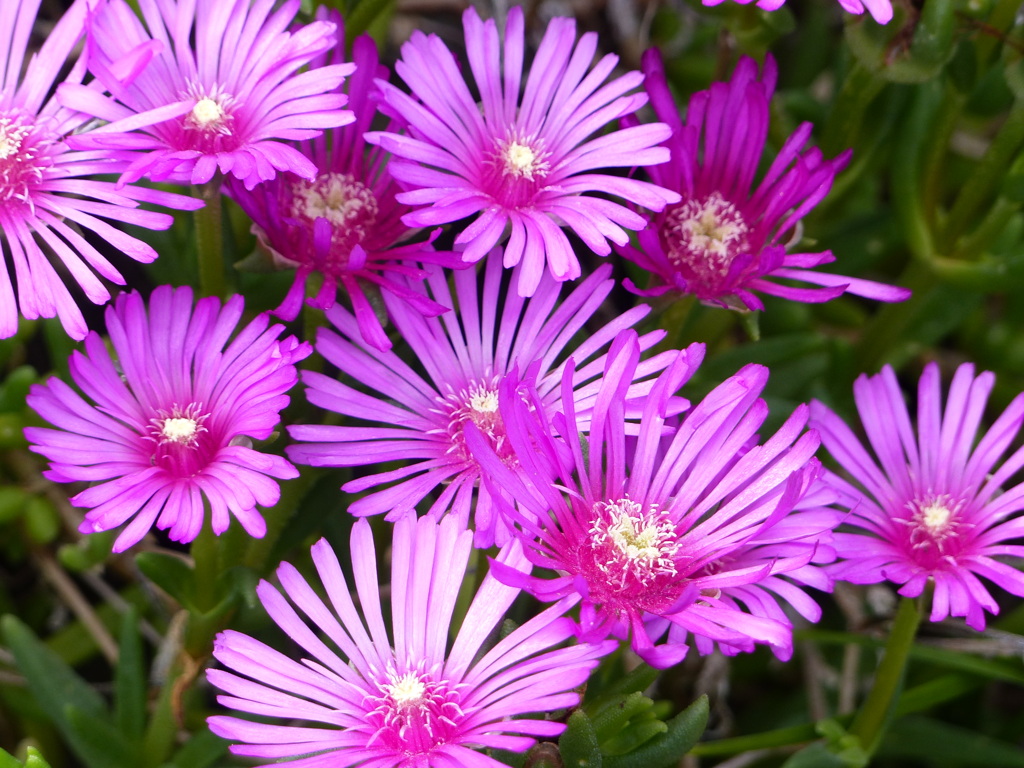初夏の花1