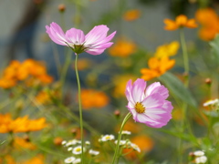 秋の花