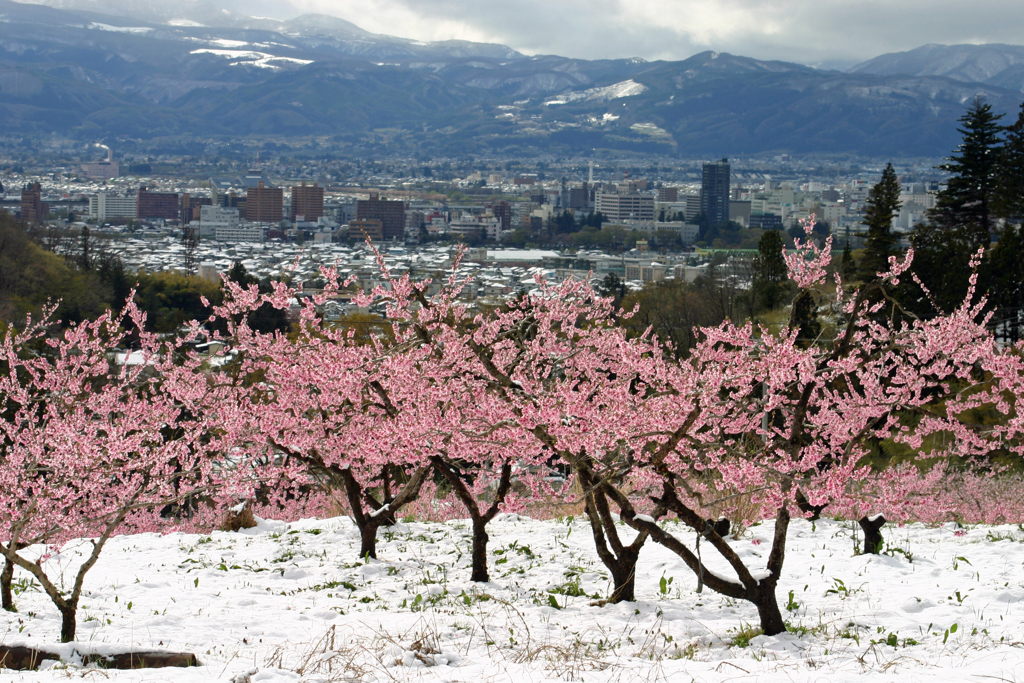 春雪の花見山