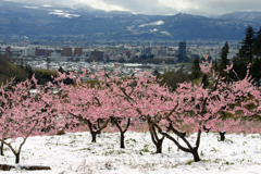 春雪の花見山