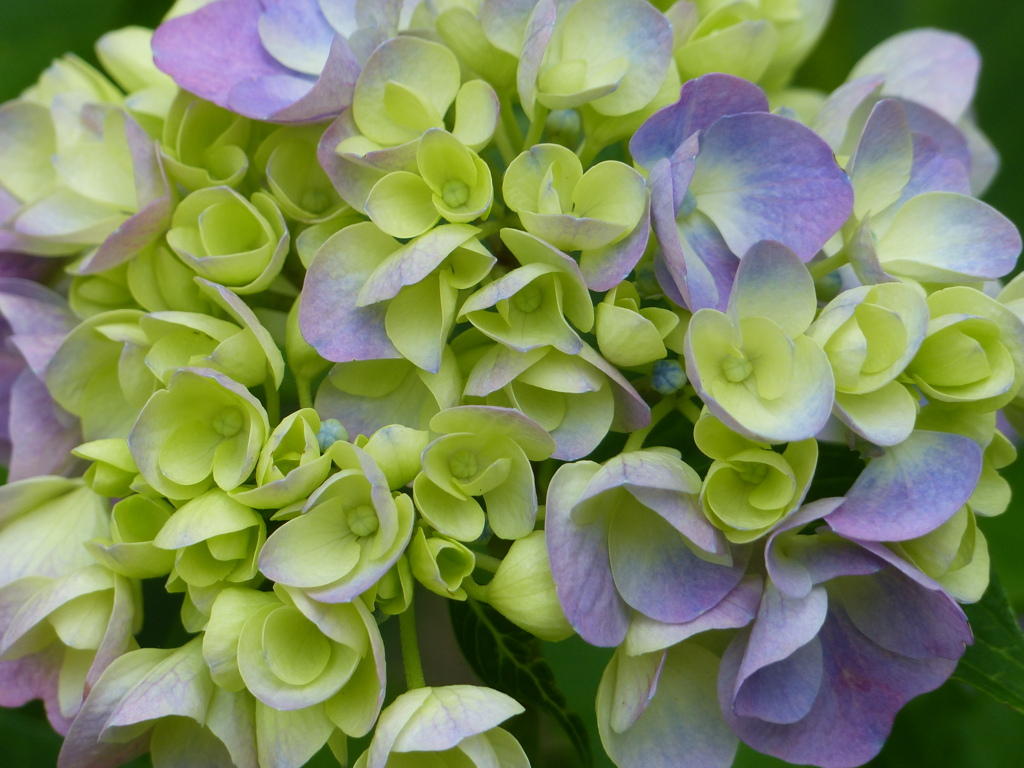 夏の花1(紫陽花1)