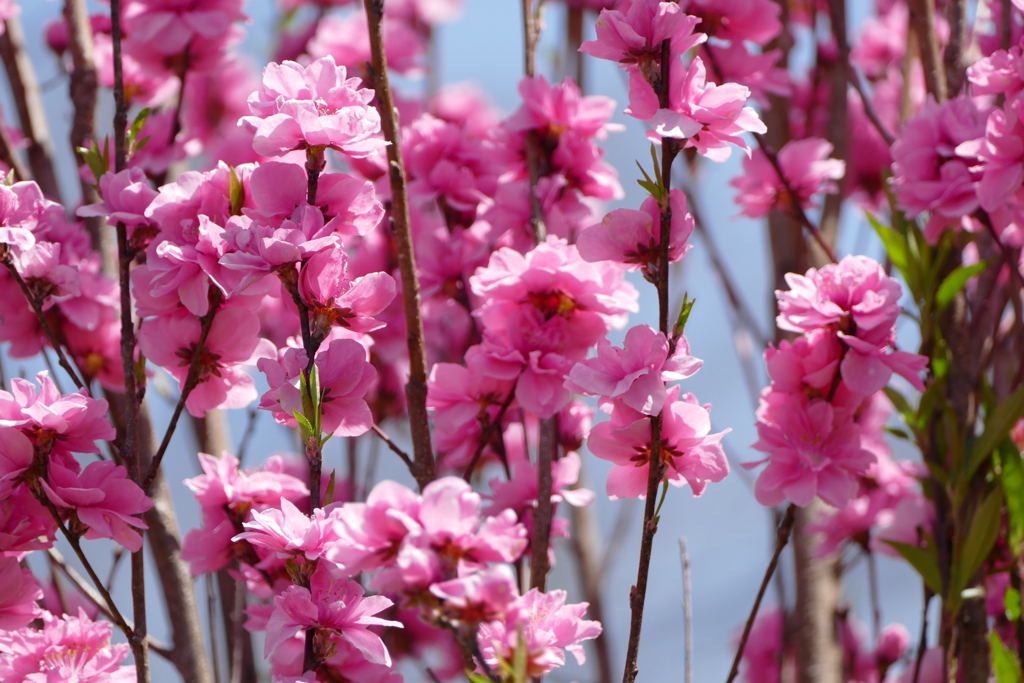 春の花(散歩の途中に)