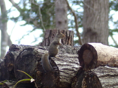 冬の里山で3(リス2) 