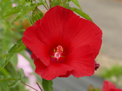 夏の花