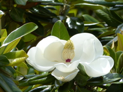 初夏の花(タイサンボク)