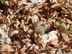 冬の里山で5(リス3)