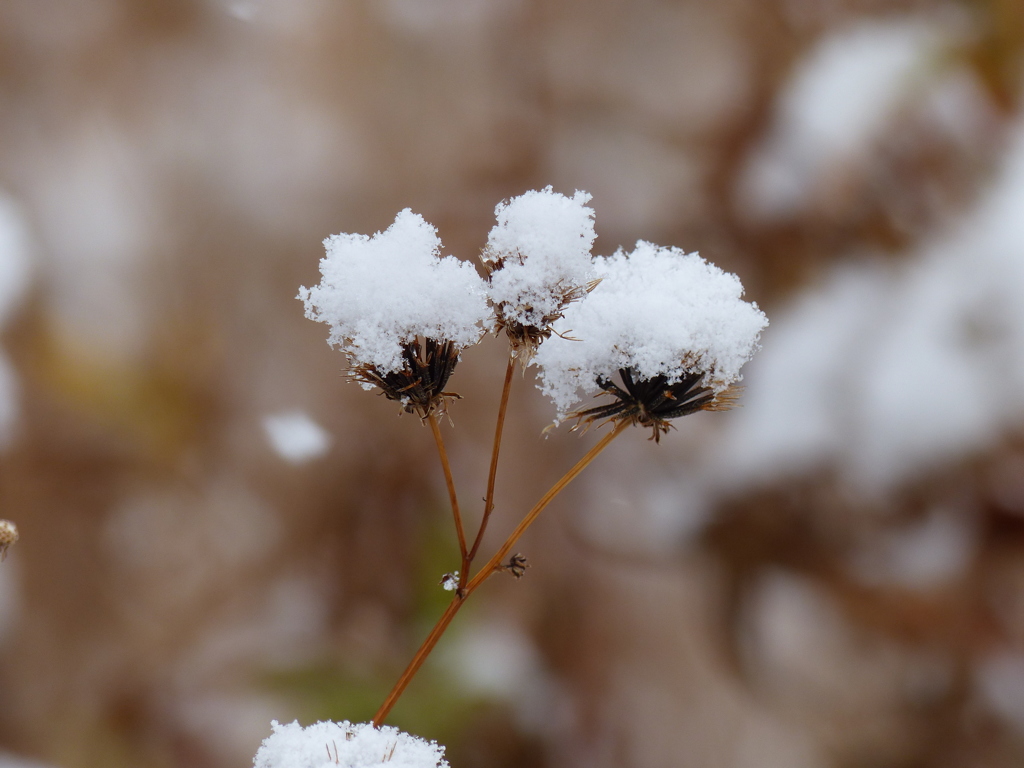 雪景色