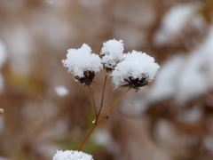 雪景色