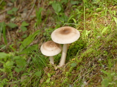 長雨の後の里山で