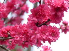 花もも