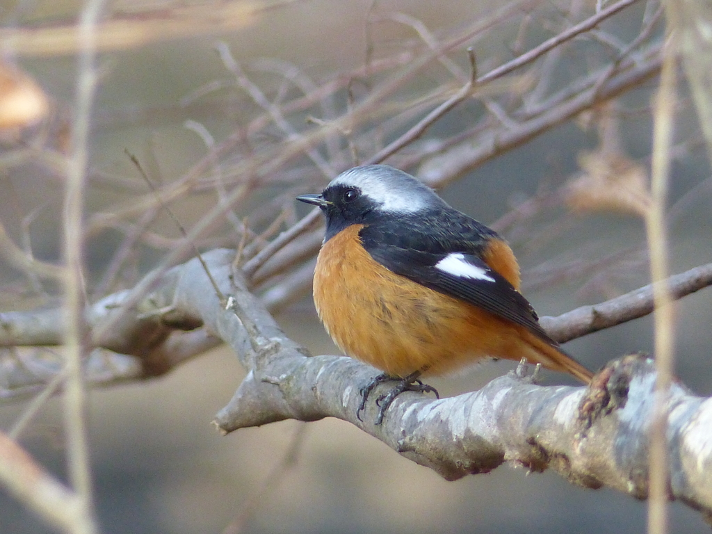 冬の里山で10(ジョウビタキ3)