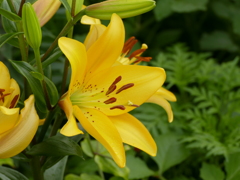 初夏の花