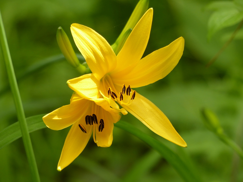 春の花