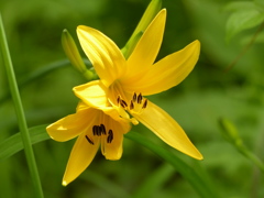 春の花