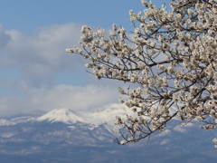 花見山