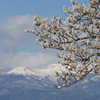 花見山