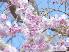 青空と桜