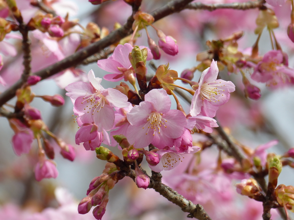 桜
