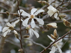 春の花( コブシ)