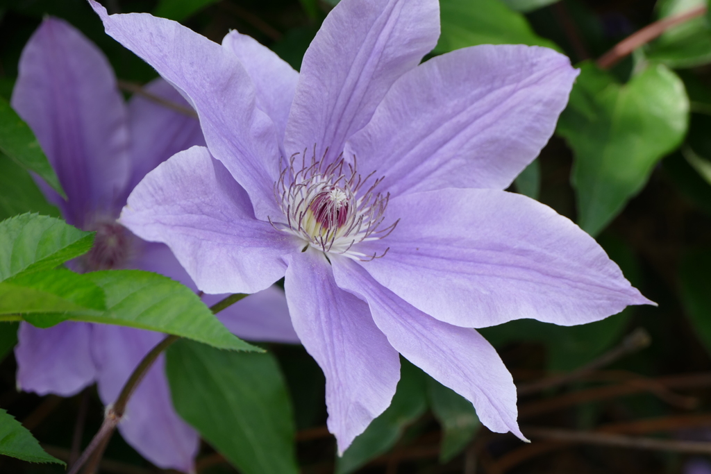 花畑で