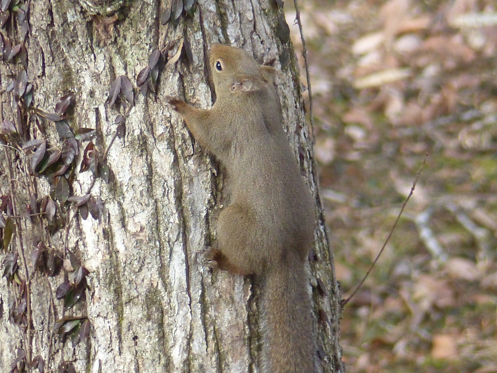 冬の里山で6(リス3)