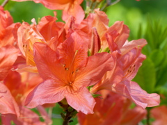 春の花