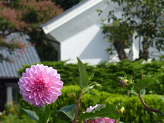 散歩の途中に   