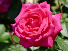 春の花18(バラ8)