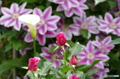 花畑で