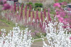 花やしき公園