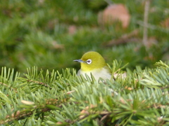 冬の里山で14(樅ノ木メジロ)