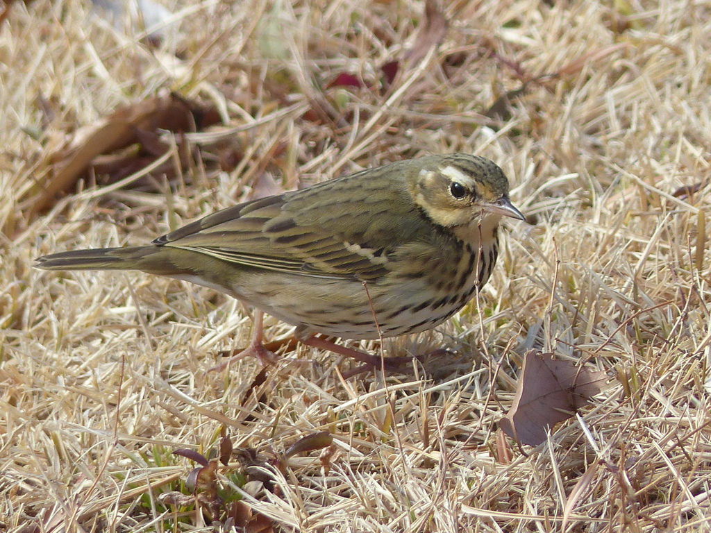 冬の里山で14(ビンズイ2)