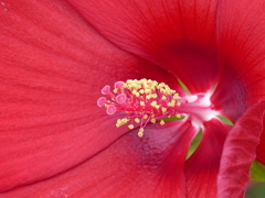 夏の花