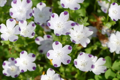 花畑で
