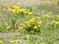 春の花